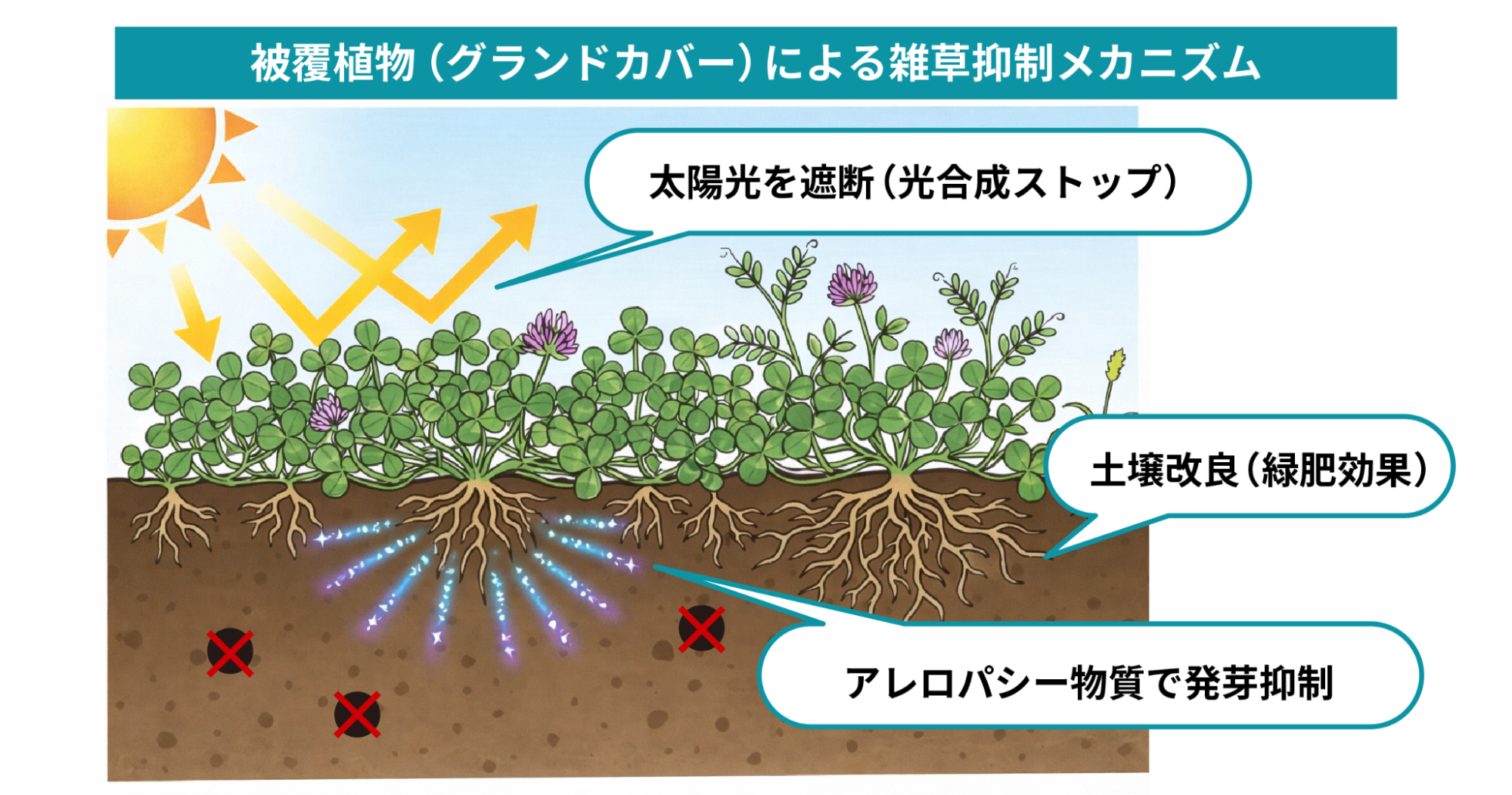 被覆植物による雑草抑制メカニズム図